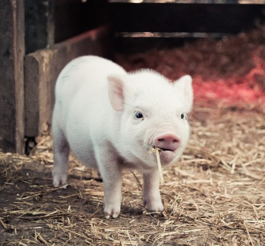 {{brizy_dc_image_alt imageSrc=